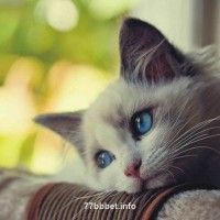 Avatar de Liễu Thùy My
